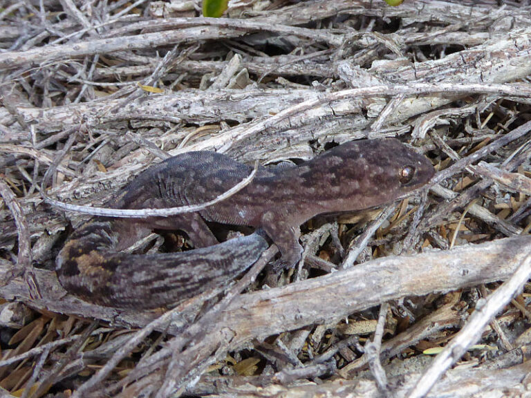 Marbled Gecko | Friends of Queens Park Bushland