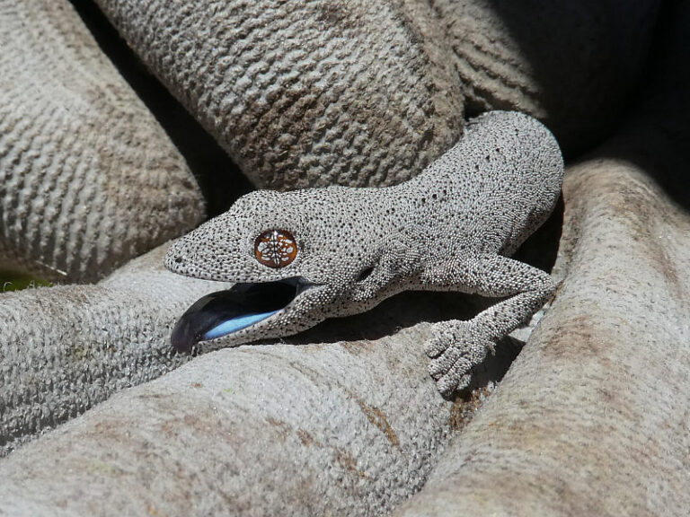 South-western Spiny-tailed Gecko | Friends of Queens Park Bushland