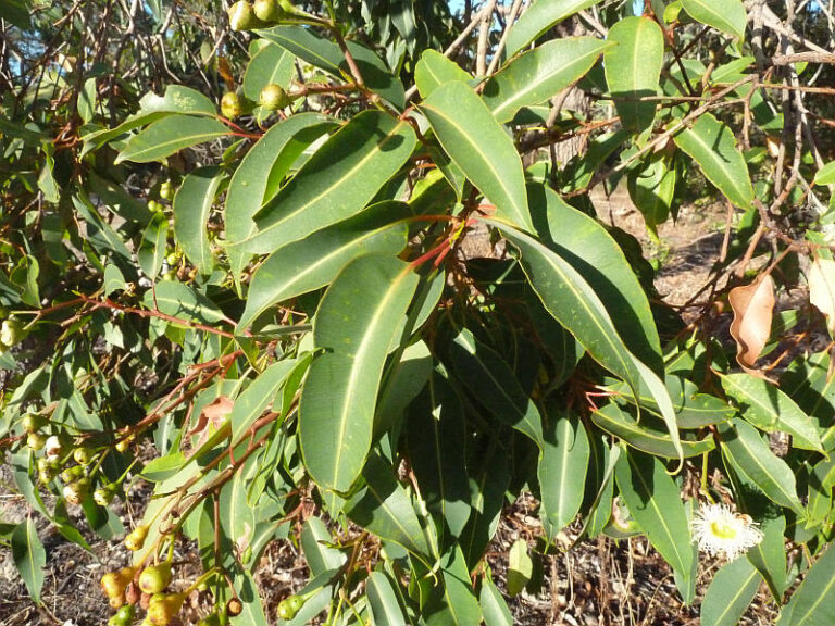 Calophylla Corymbia calophylla | Friends of Queens Park Bushland