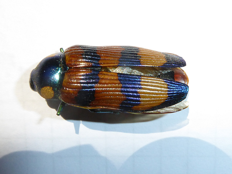 Temognatha conspicillata | Friends of Queens Park Bushland