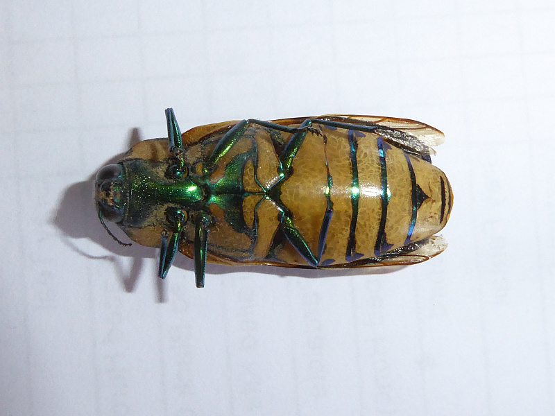 Temognatha conspicillata | Friends of Queens Park Bushland