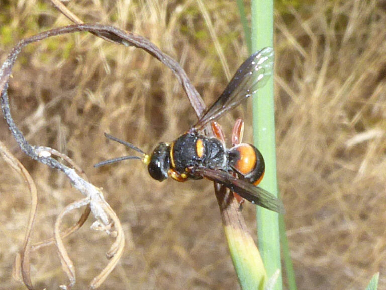 Vespidae 1 | Friends of Queens Park Bushland