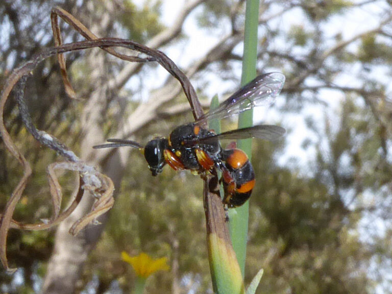 Vespidae 1 | Friends of Queens Park Bushland