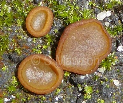 Aleurina ferruginea