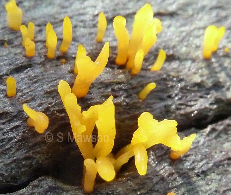 Calocera guepiniodes