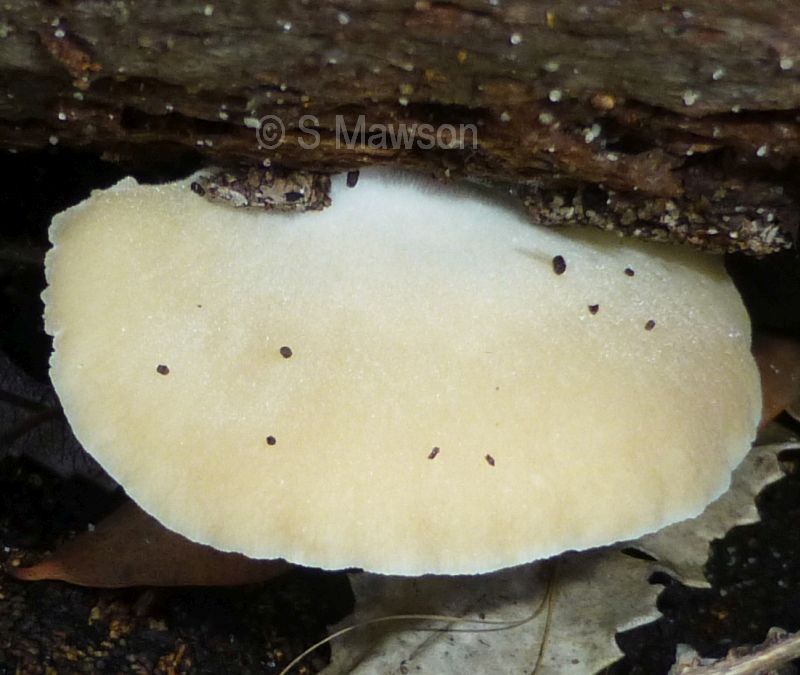 Conchomyces bursiformis