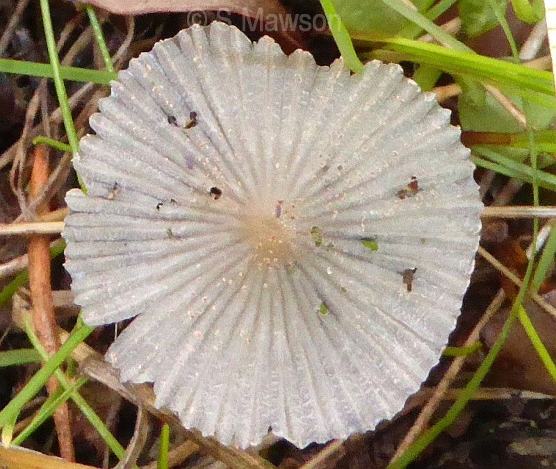 Coprinellus impatiens