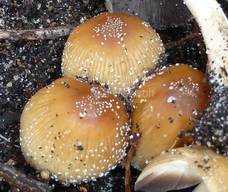 Coprinellus truncorum