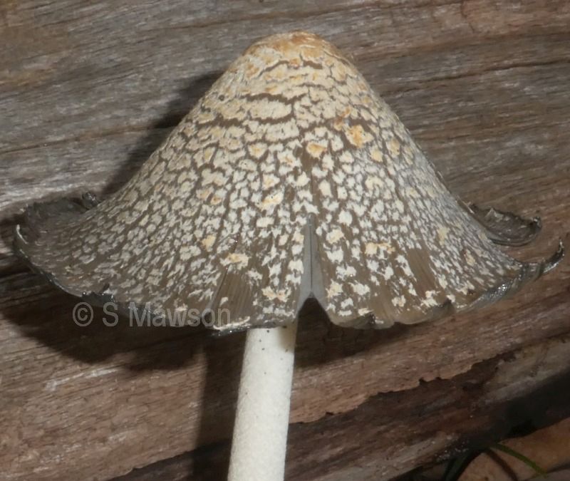 Coprinopsis stangliana