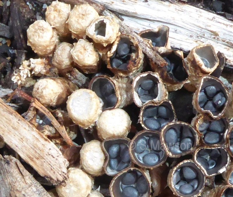 Cyathus sp. 1