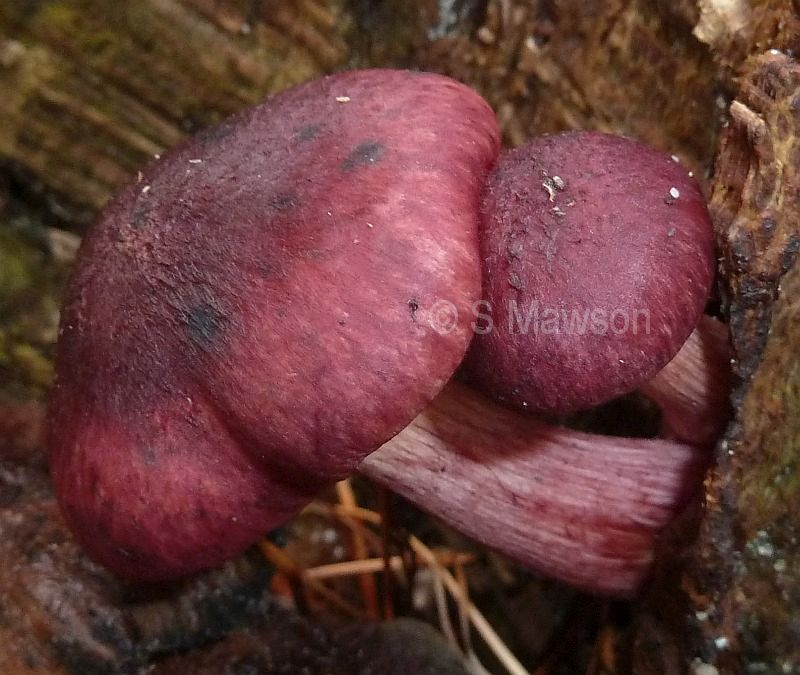Fungus 13