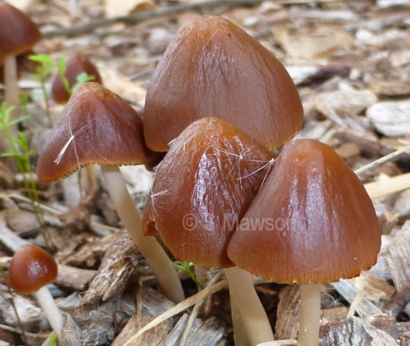 Fungus 14