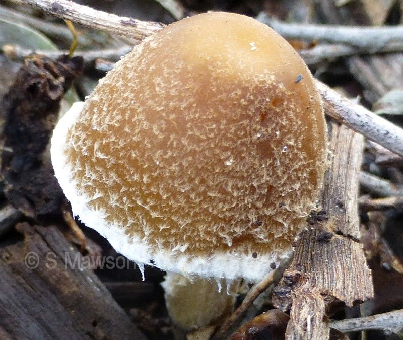 Fungus 15
