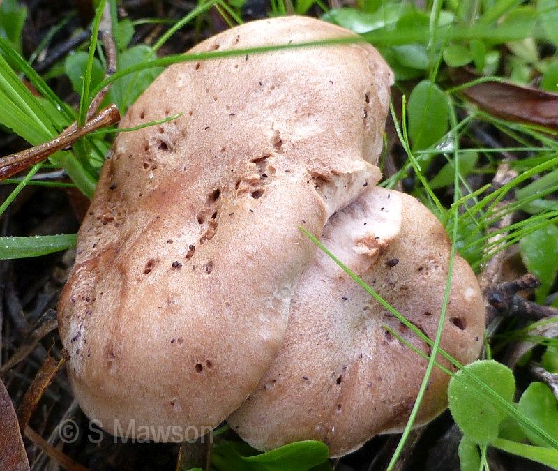 Fungus 17