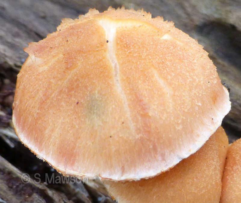 Fungus 18