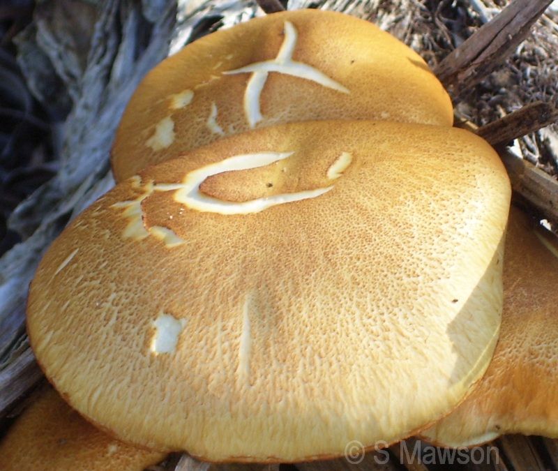 Fungus 2