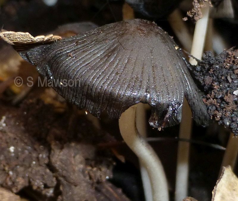Fungus 21
