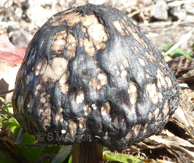 Fungus 23