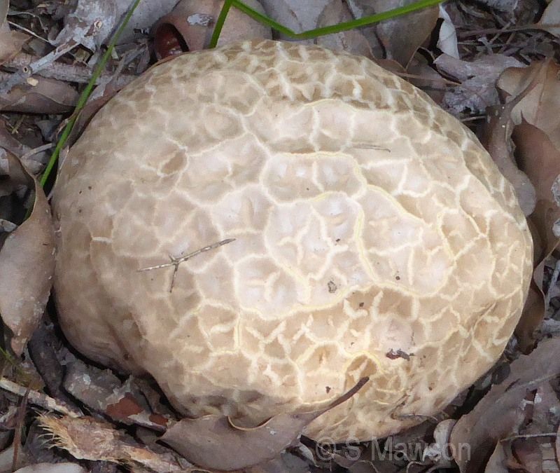 Fungus 26