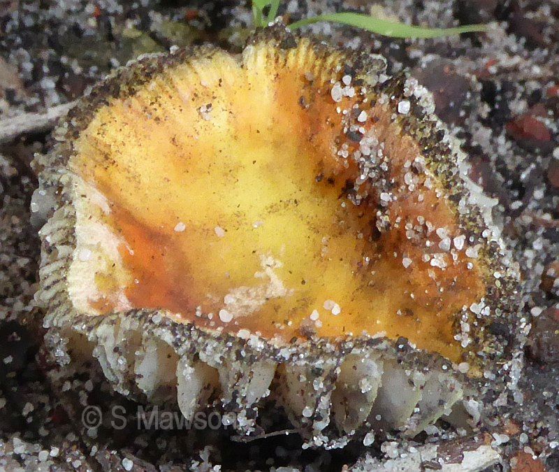 Fungus 27