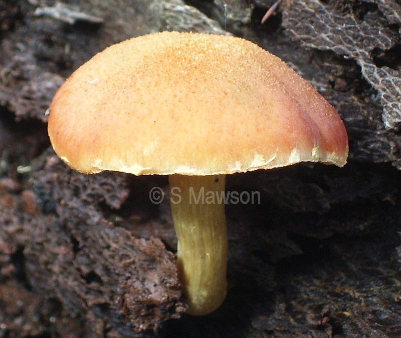 Fungus 4