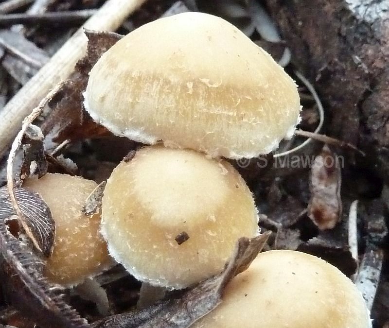 Fungus 5