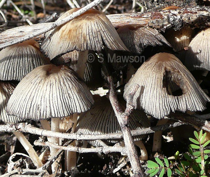 Fungus 9