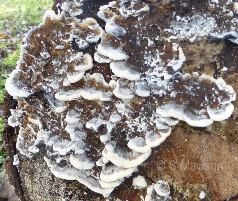 Fungus 1