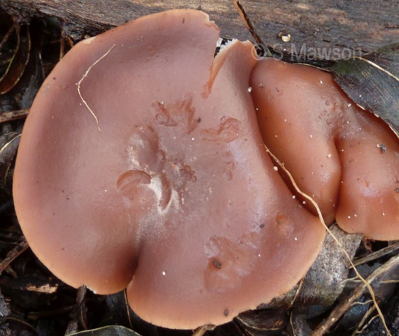 Fungus 11