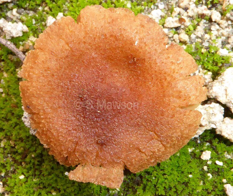 Fungus 12