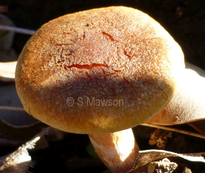 Fungus 16