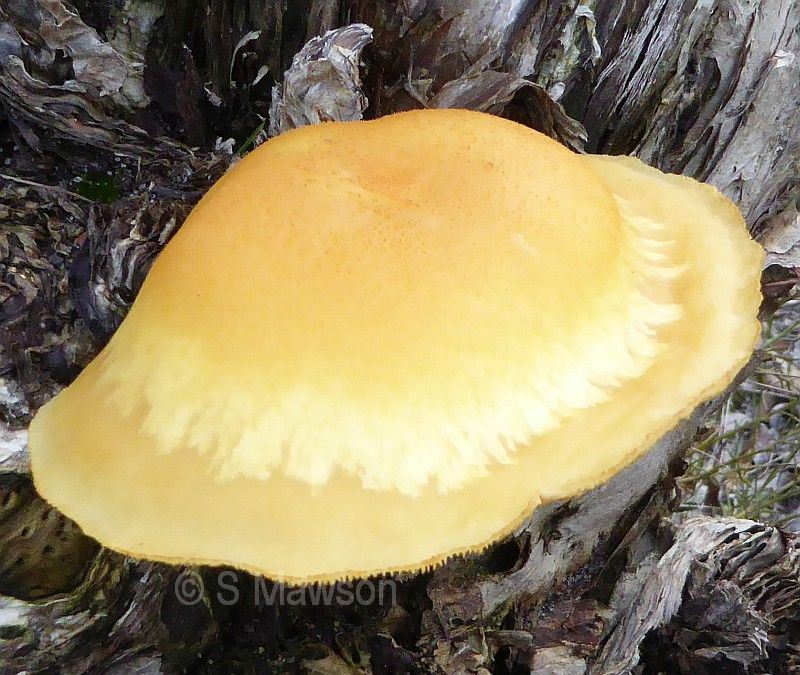 Fungus 19