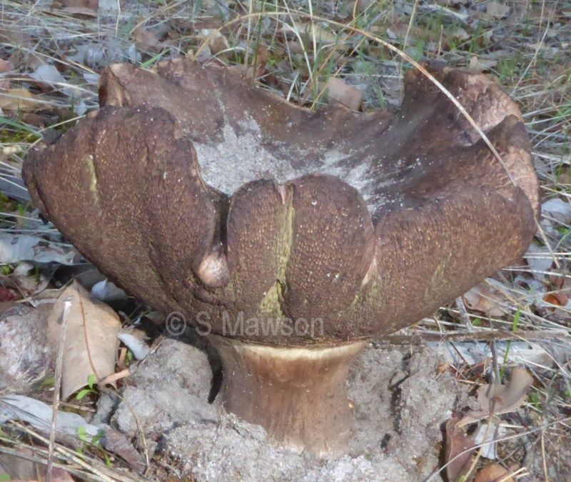 Fungus 28