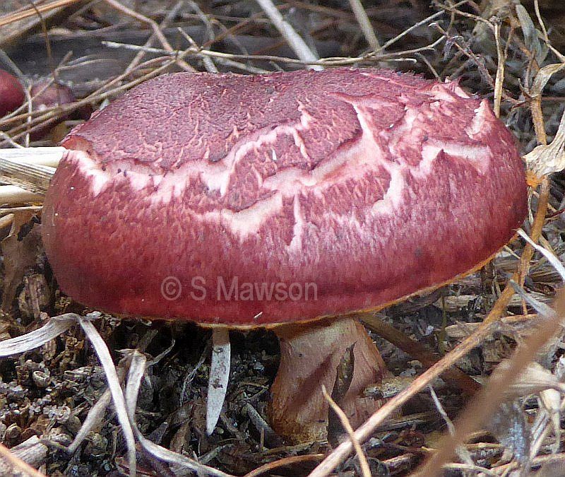 Fungus 3