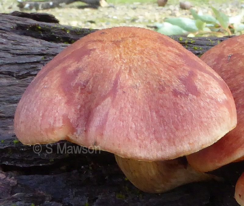 Fungus 6