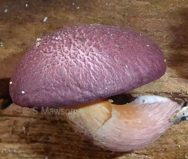 Fungus 7