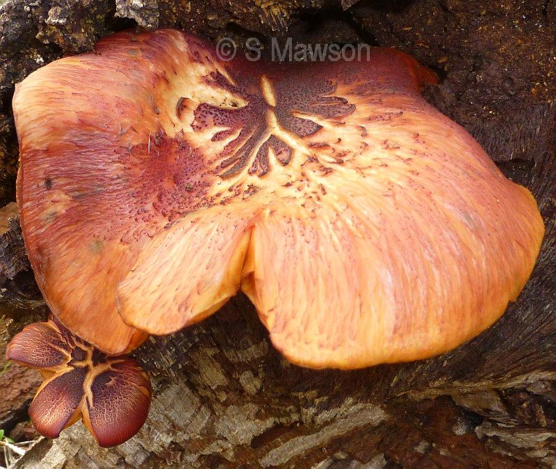 Fungus 8