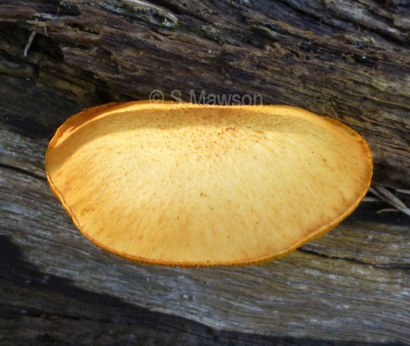 Gymnopilus allantopus