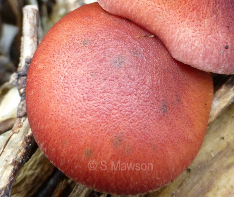 Gymnopilus purpuratus
