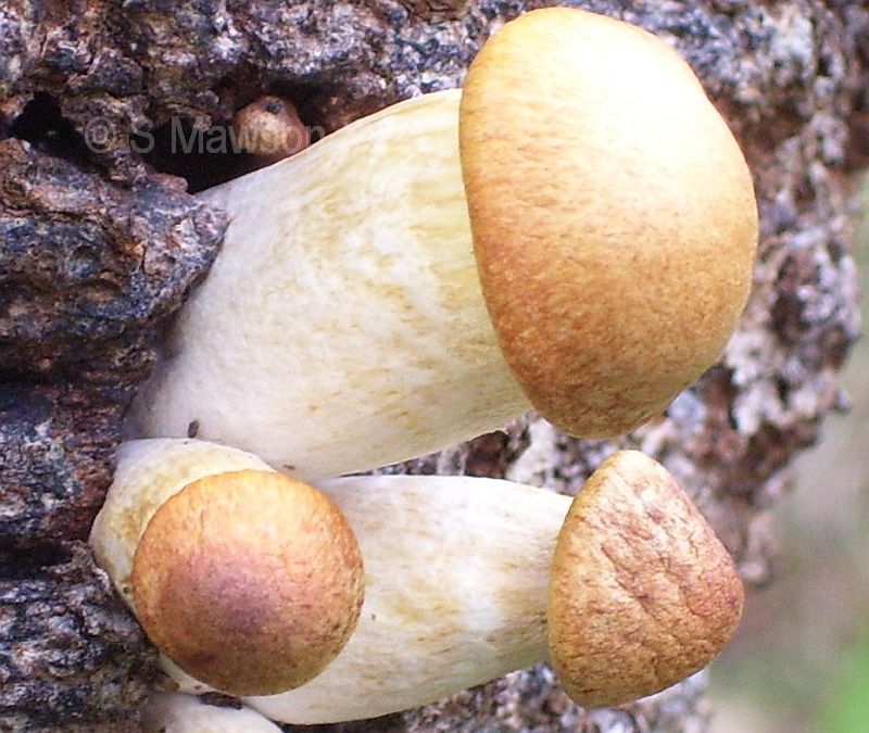 Gymnopilus sp. 1