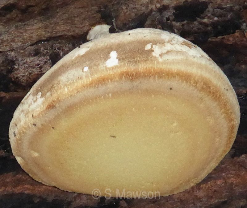 Laetiporus portentosus
