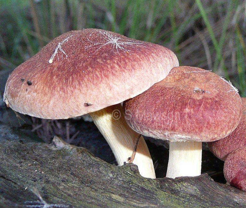 Leratiomyces ceres