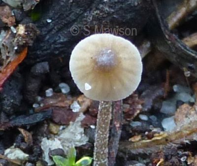 Mycena sp. 1