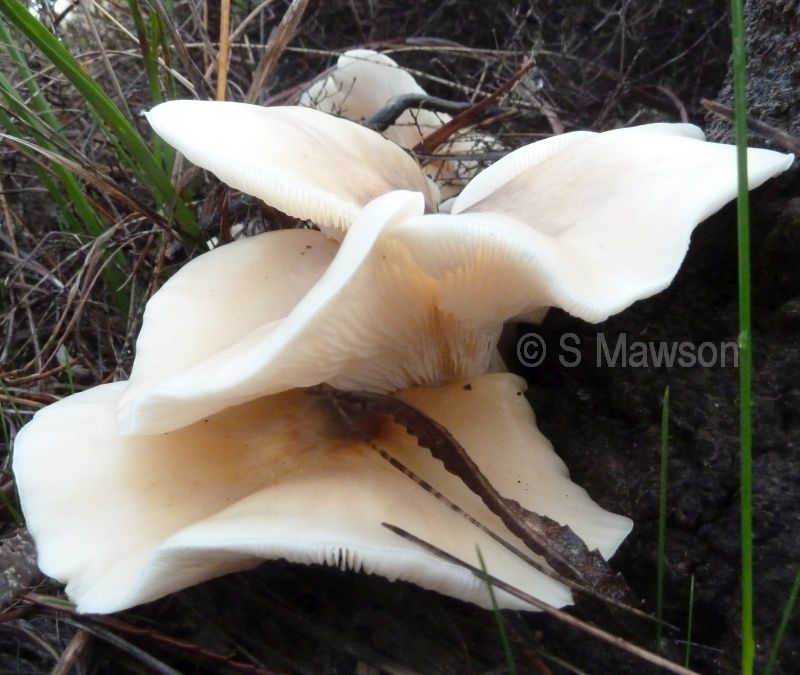 Omphalotus nidiformis