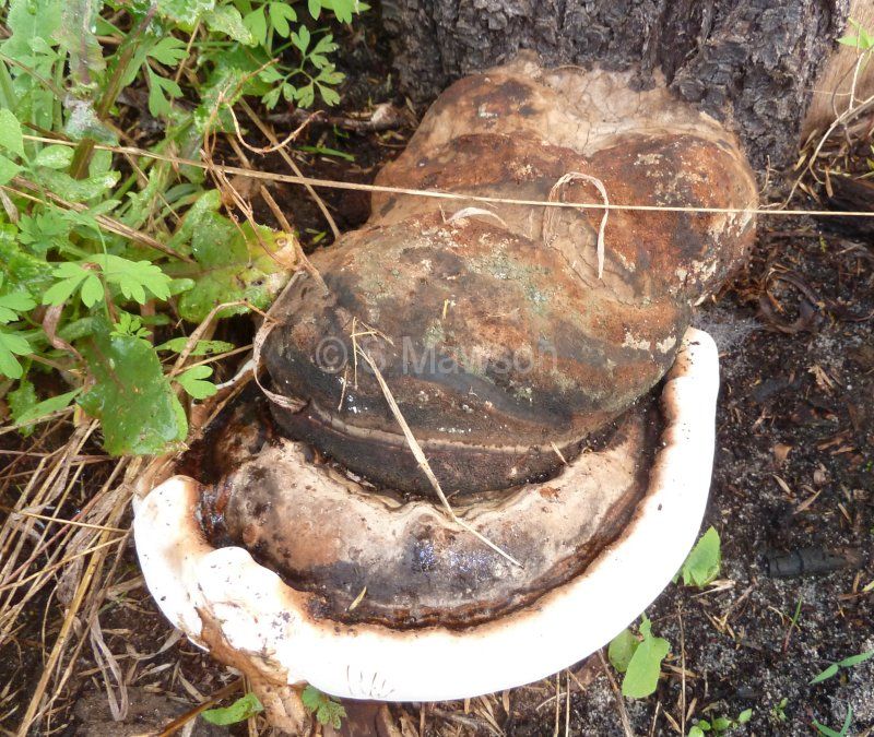 Phellinus sp. 1