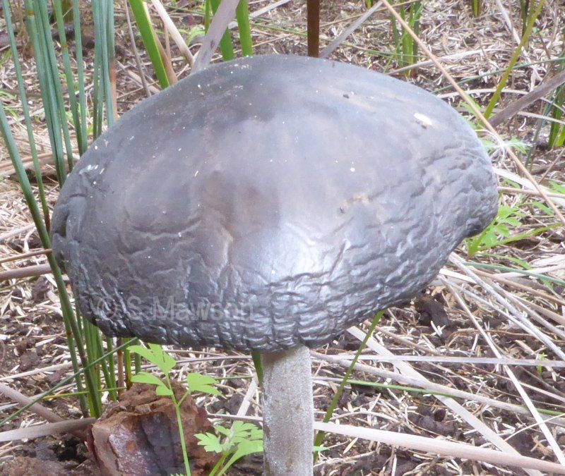 Physalacriaceae 1