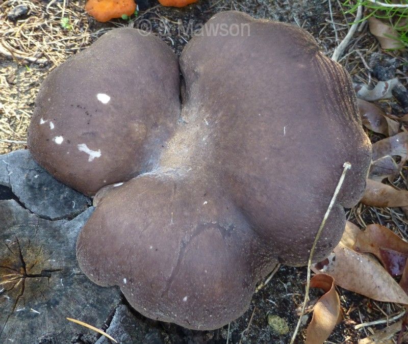 Pleurotus australis