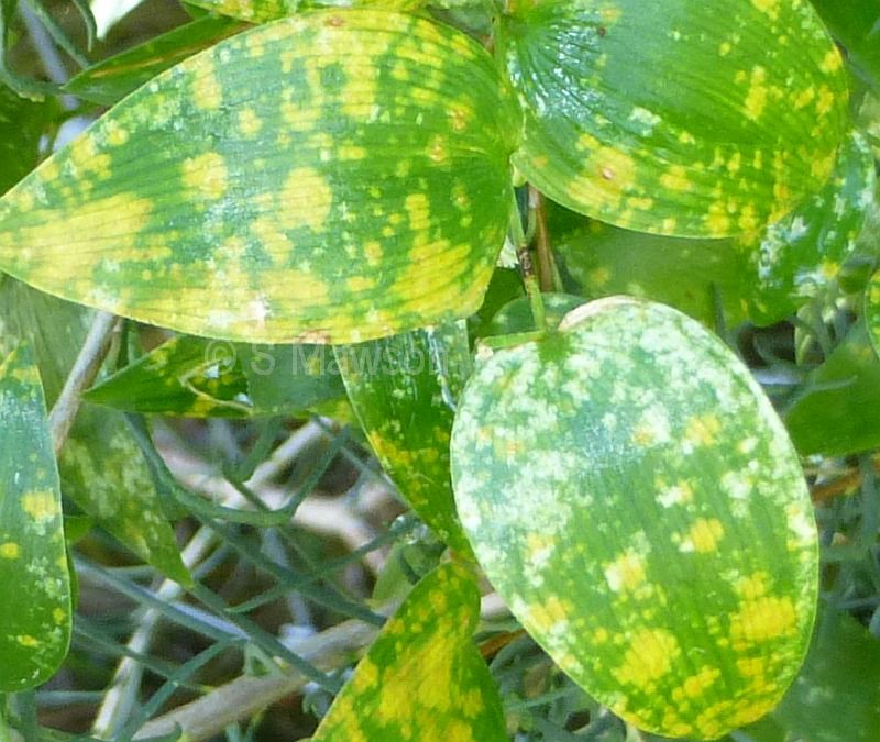 Puccinia myrsiphylli