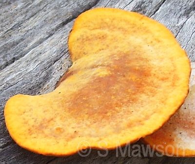 Pycnoporus coccineus