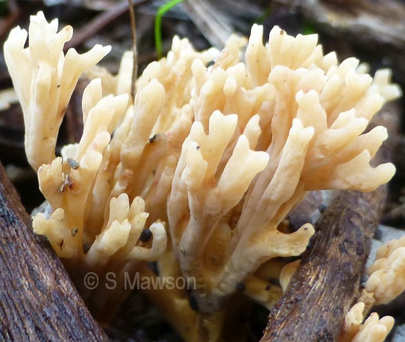 Ramaria gracilis